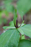 Green trillium